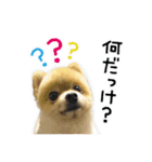 ポメラニアン もふた（個別スタンプ：13）