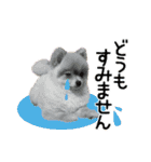 ポメラニアン もふた（個別スタンプ：14）
