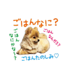 ポメラニアン もふた（個別スタンプ：16）