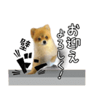ポメラニアン もふた（個別スタンプ：18）