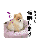 ポメラニアン もふた（個別スタンプ：19）