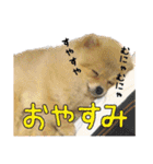 ポメラニアン もふた（個別スタンプ：20）