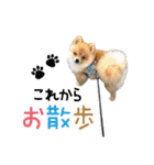ポメラニアン もふた（個別スタンプ：21）