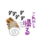 ポメラニアン もふた（個別スタンプ：22）