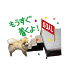 ポメラニアン もふた（個別スタンプ：23）