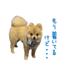 ポメラニアン もふた（個別スタンプ：24）
