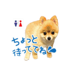 ポメラニアン もふた（個別スタンプ：25）