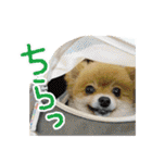 ポメラニアン もふた（個別スタンプ：26）