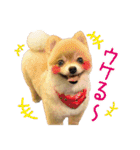 ポメラニアン もふた（個別スタンプ：27）