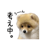 ポメラニアン もふた（個別スタンプ：29）