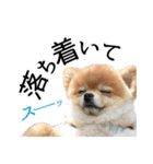 ポメラニアン もふた（個別スタンプ：30）