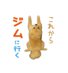 ポメラニアン もふた（個別スタンプ：34）