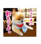 ポメラニアン もふた（個別スタンプ：35）