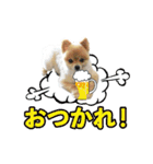 ポメラニアン もふた（個別スタンプ：36）