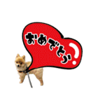 ポメラニアン もふた（個別スタンプ：37）