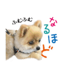ポメラニアン もふた（個別スタンプ：38）