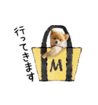 ポメラニアン もふた（個別スタンプ：39）