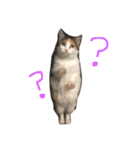 三毛猫茶色白黒（個別スタンプ：1）