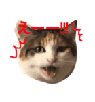 三毛猫茶色白黒（個別スタンプ：2）