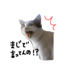 三毛猫茶色白黒（個別スタンプ：4）