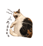 三毛猫茶色白黒（個別スタンプ：5）