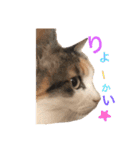 三毛猫茶色白黒（個別スタンプ：6）