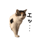 三毛猫茶色白黒（個別スタンプ：9）