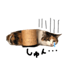 三毛猫茶色白黒（個別スタンプ：10）