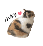 三毛猫茶色白黒（個別スタンプ：11）