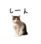 三毛猫茶色白黒（個別スタンプ：13）