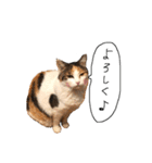 三毛猫茶色白黒（個別スタンプ：16）