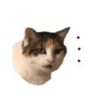 三毛猫茶色白黒（個別スタンプ：17）