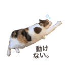 三毛猫茶色白黒（個別スタンプ：18）