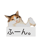 三毛猫茶色白黒（個別スタンプ：19）