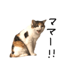 三毛猫茶色白黒（個別スタンプ：20）