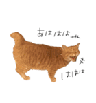三毛猫茶色白黒（個別スタンプ：22）