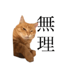 三毛猫茶色白黒（個別スタンプ：23）