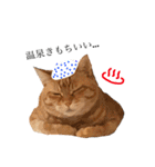 三毛猫茶色白黒（個別スタンプ：26）