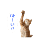 三毛猫茶色白黒（個別スタンプ：27）