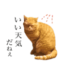三毛猫茶色白黒（個別スタンプ：30）