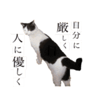 三毛猫茶色白黒（個別スタンプ：31）
