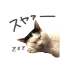 三毛猫茶色白黒（個別スタンプ：32）