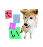 柴犬まよ（個別スタンプ：1）