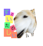 柴犬まよ（個別スタンプ：2）