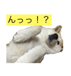 柴犬まよ（個別スタンプ：3）