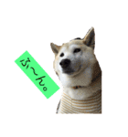 柴犬まよ（個別スタンプ：4）