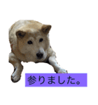 柴犬まよ（個別スタンプ：5）