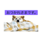 柴犬まよ（個別スタンプ：6）
