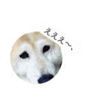 柴犬まよ（個別スタンプ：7）