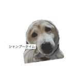 柴犬まよ（個別スタンプ：8）